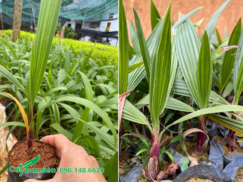 Vườn nhân giống cây Cọ Mỹ bằng phương pháp ươm hạt