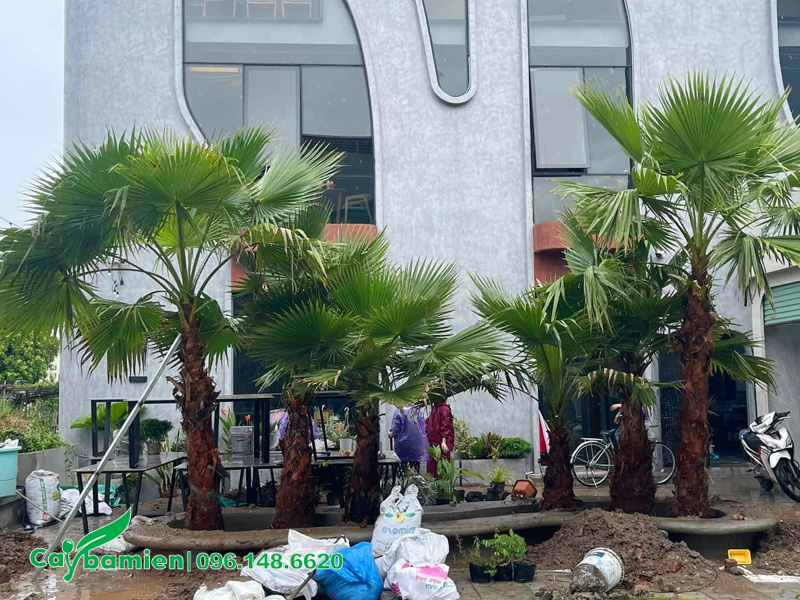 Trồng cây Cọ Mỹ cho dự án quán cafe tại Đà Nẵng