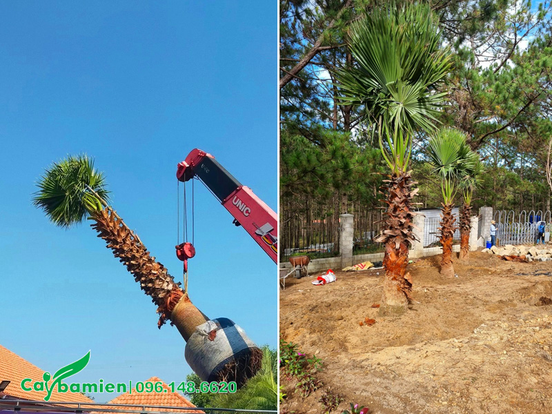 Trồng cây cọ mỹ công trình và bảo hành sống từ 6 tháng trở lên