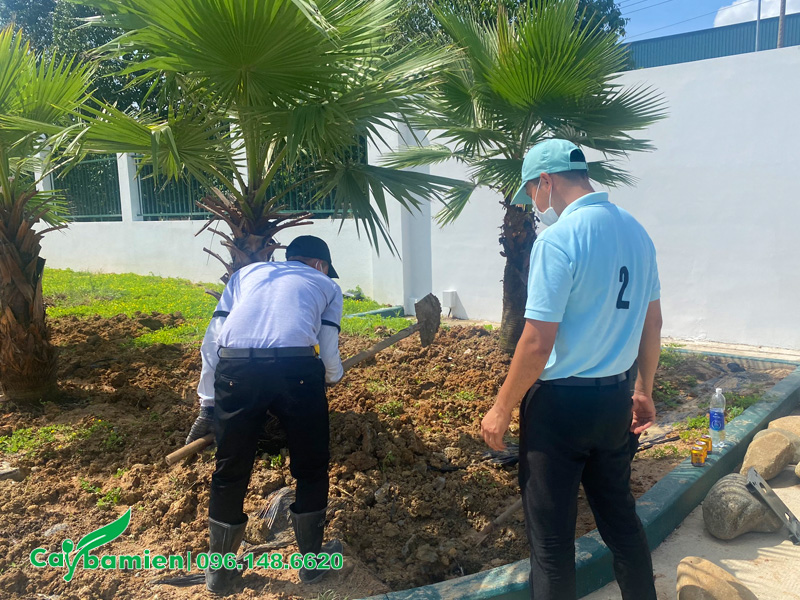 Kỹ sư Cây Ba Miền kiểm tra lại cây sau khi trồng