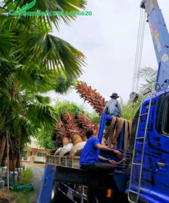 Cẩu cây cọ mỹ công trình đã dâm ủ lên thùng xe