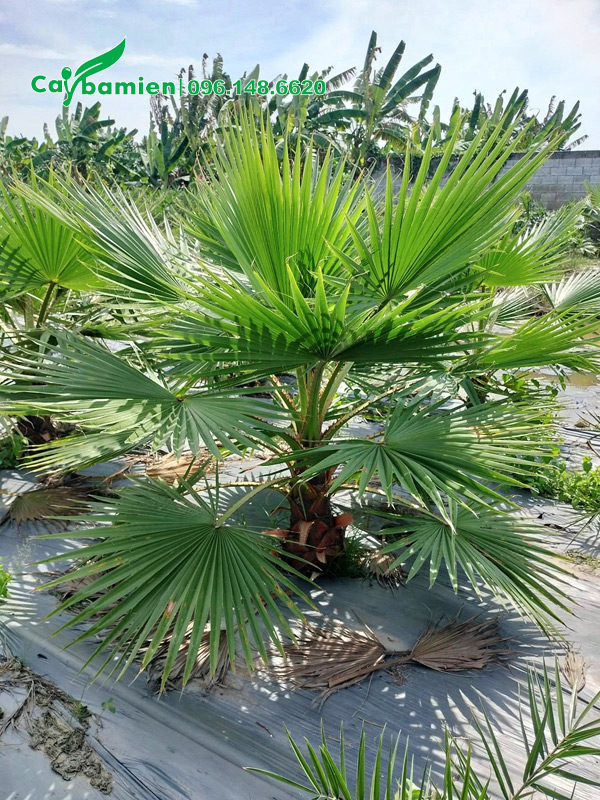 Cây trồng từ bé tại vườn, chiều cao vút lá 1m2