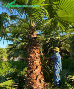 Cắt lá già chuẩn bị bứng bầu cây cọ mỹ đường kính gốc trên 40cm