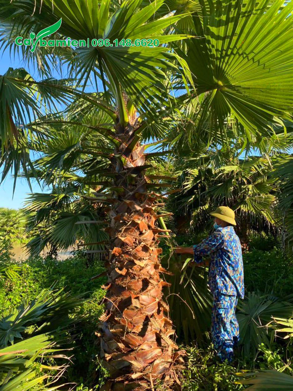 Cắt lá già chuẩn bị bứng bầu cây cọ mỹ đường kính gốc trên 40cm