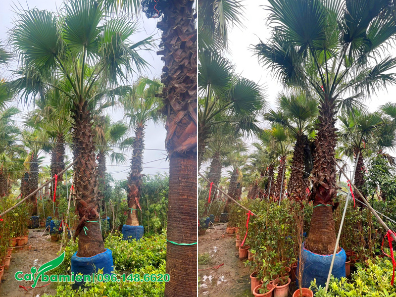 Bầu được bọc chắc chắn, cây được đỡ đứng thẳng bằng cọc gỗ