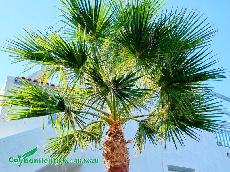 Hình dáng tán lá cây Cọ Mỹ xòe tròn đều về các phía