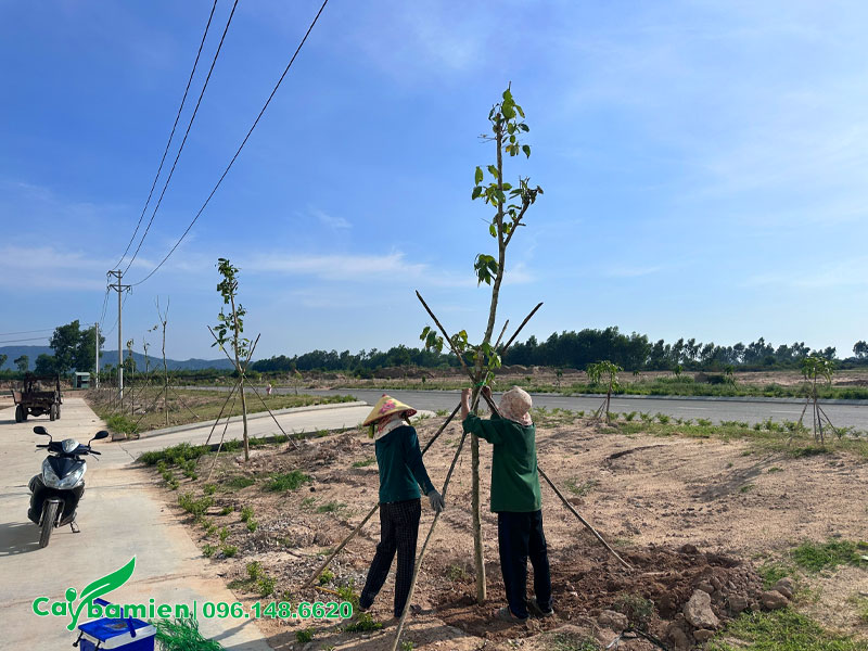 Chống cọc chéo 3 chân cho cây xanh tại nhà máy Takao Bình Định