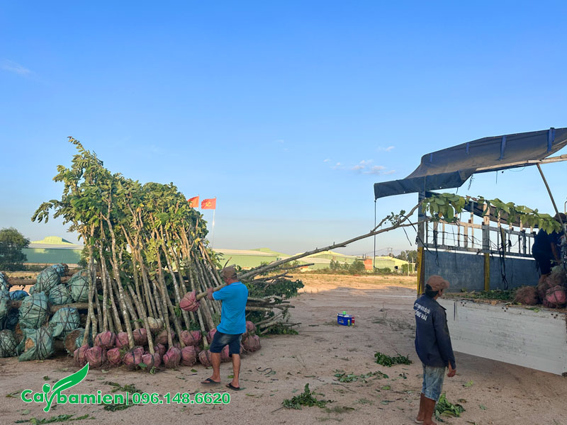 Công nhân đang tập kết hàng trăm cây Bằng Lăng cho công trình