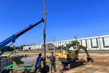 Công nhân đang tiến hành trồng cây tại nhà máy Takao Bình Định