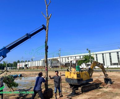 Công nhân đang tiến hành trồng cây tại nhà máy Takao Bình Định