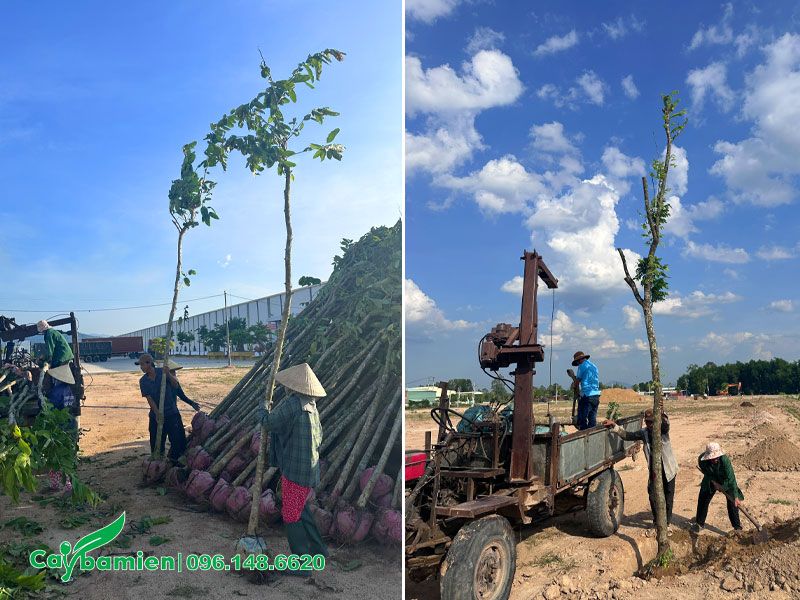 Xếp chuyển cây lên xe có cần cẩu và tiến hành trồng từng cây