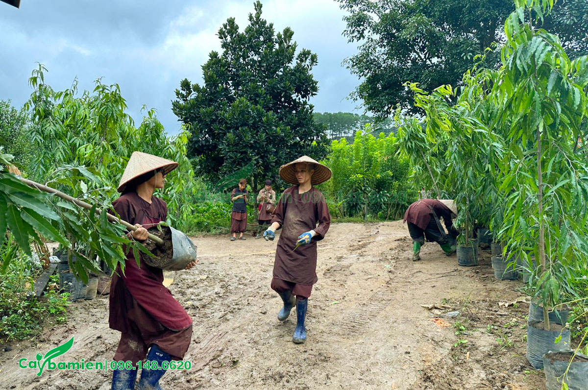 Những cây có chiều cao 2m đang được đưa từ trên xe xuống