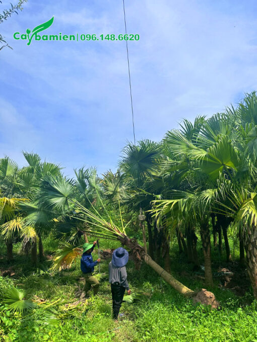 Bứng và dùng cần cẩu di chuyển cây cọ trơn lên thùng xe