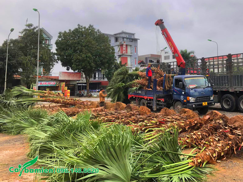 Hàng chục cây cọ thân nhẵn chưa bóc bẹ tập kết tại công trình