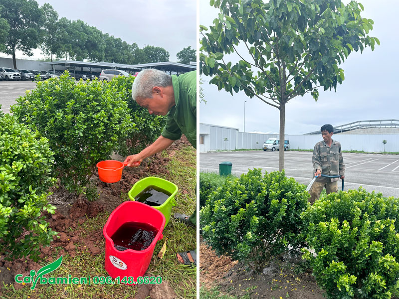 Công nhân đang tưới thuốc kích thích ra rễ sau đó tưới lại bằng nước sạch