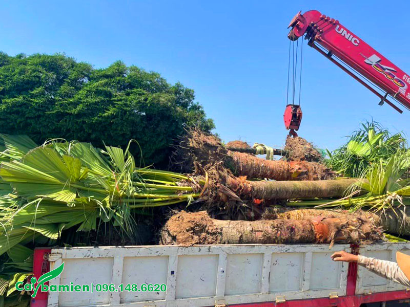 Vận chuyển giao cây Cọ Trơn tận công trình cho khách