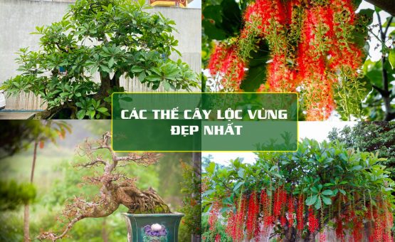 Các thế cây Lộc Vừng đẹp, mang tính nghệ thuật cao được nhiều người yêu thích