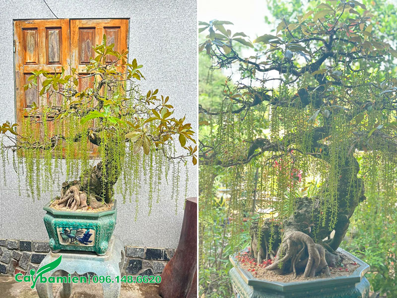 Hoa treo đầy tán cây lộc vừng bonsai