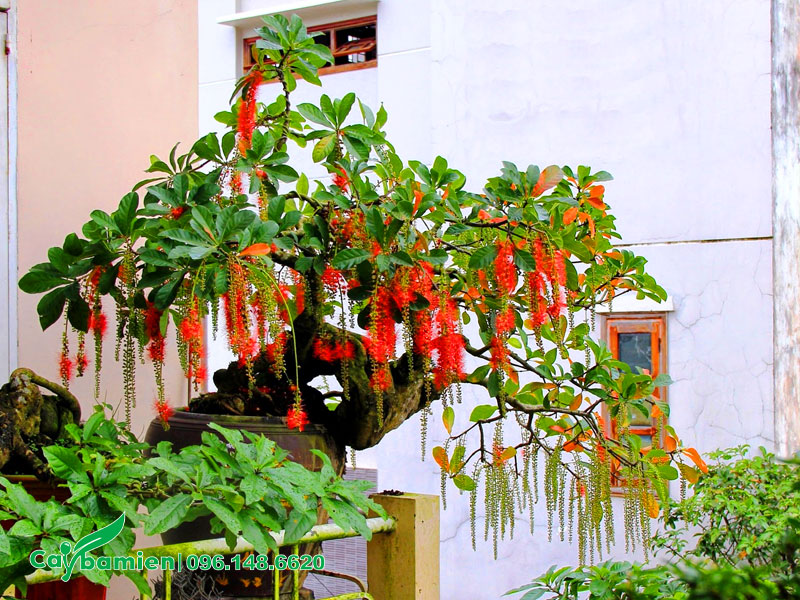 Chậu cây Lộc Vừng bonsai để ban công nở hoa đỏ siêu đẹp