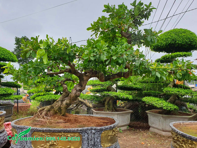 Chậu cây Lộc Vừng dáng bay đẹp, độc đáo