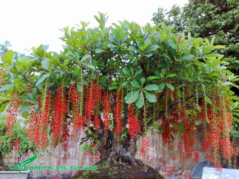 Chậu cây Lộc Vừng bonsai nở hoa đẹp