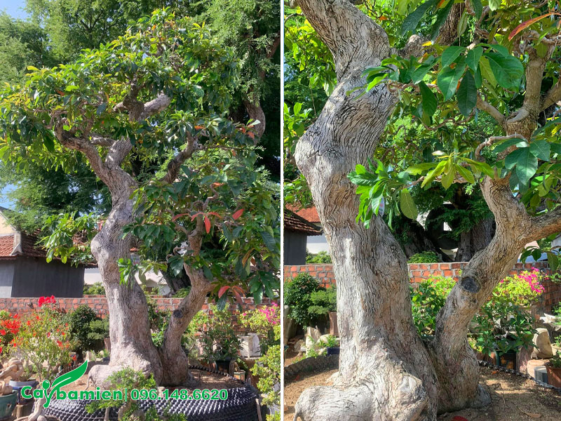 Hình ảnh cây lộc vừng bonsai thế thân đôi đẹp