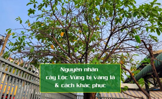 Tìm hiểu các nguyên nhân cây Lộc Vừng bị vàng lá