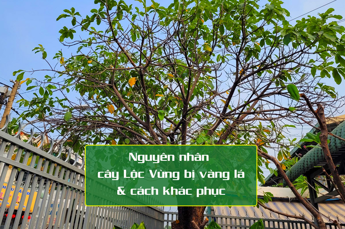 Tìm hiểu các nguyên nhân cây Lộc Vừng bị vàng lá