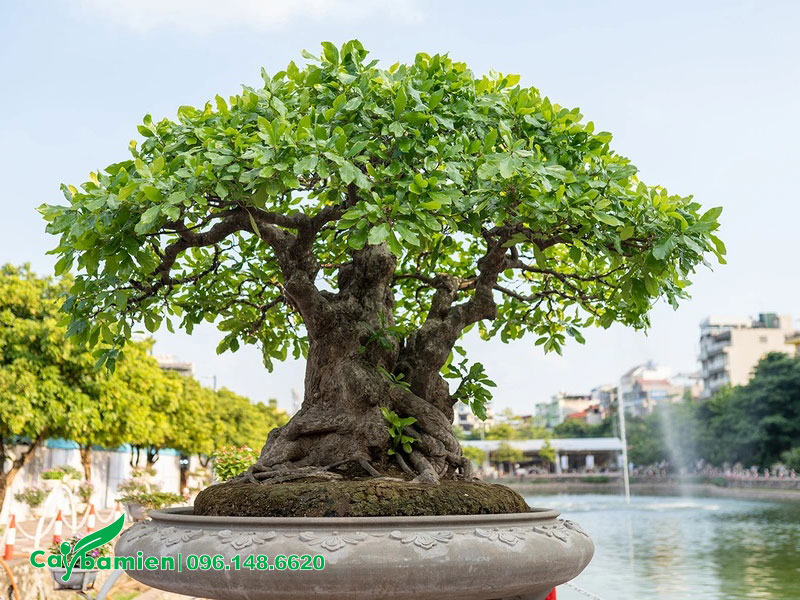 Chậu cây Lộc Vừng bonsai trang trí sân vườn đẹp