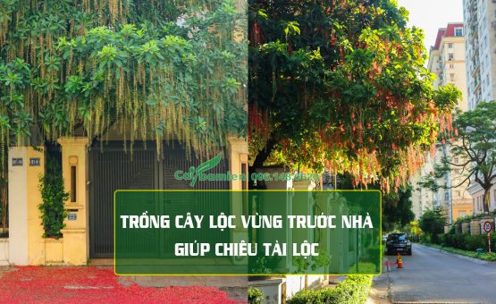 Trồng cây Lộc Vừng trước nhà rước tài lộc và hạnh phúc