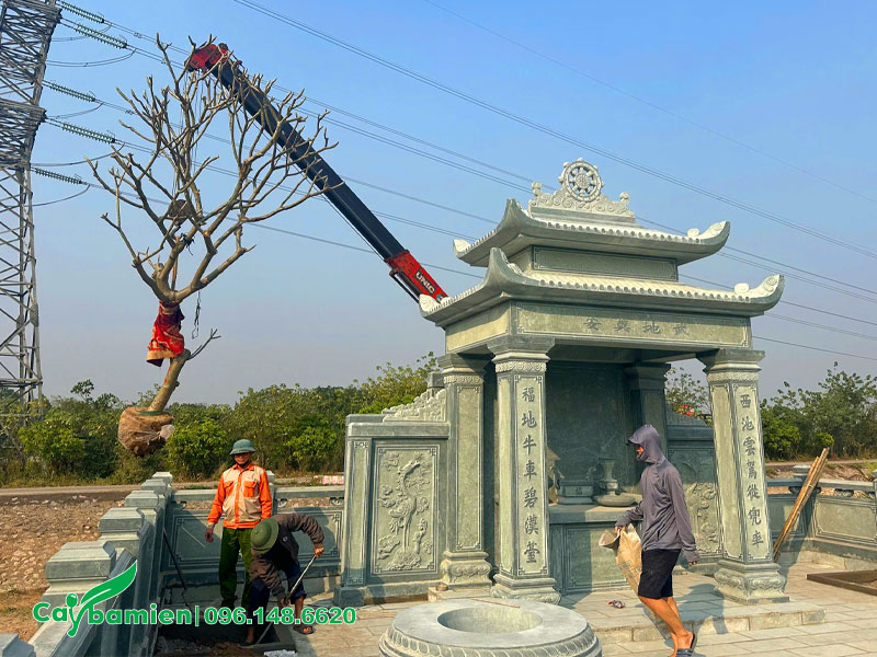 Cẩu cây hoa đại vàng lâu năm vào hố trồng tại khu lăng mộ gia đình ở Thường Tín