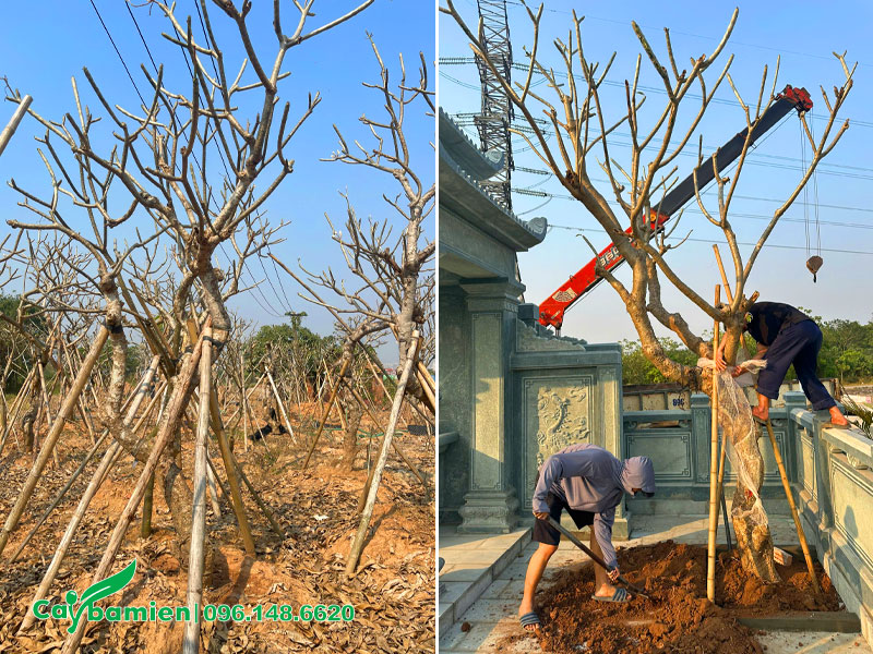 Tiến hành trồng cây hoa đại cho khu lăng mộ mới xây