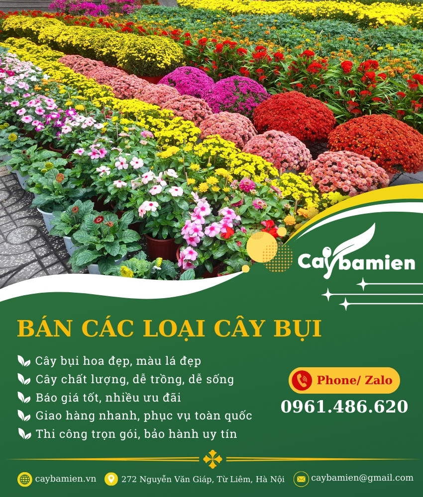 ảnh banner danh mục cây xanh