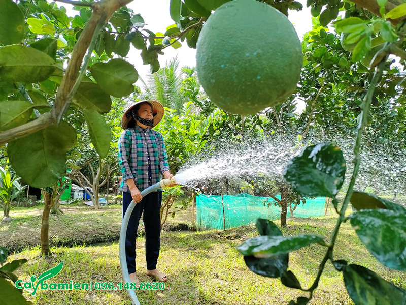 Tưới nước cho vườn cây ăn quả lâu năm