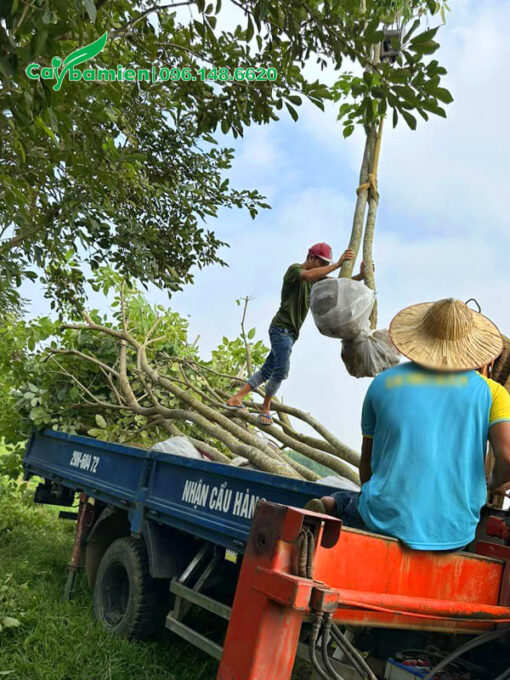 Dùng cần cẩu để đưa cây Phong Linh Tím lên xe