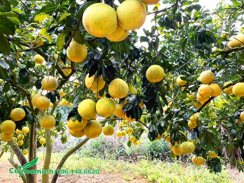 Cây Bưởi Đoan Hùng sai trĩu