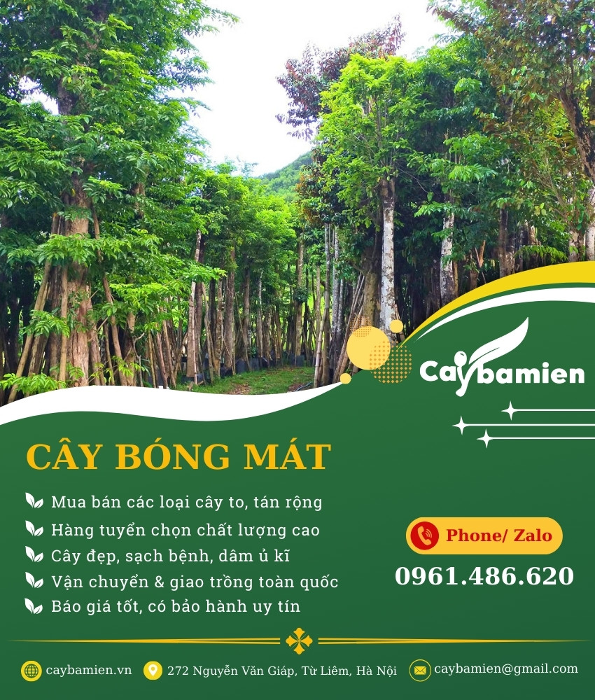 ảnh banner danh mục cây xanh