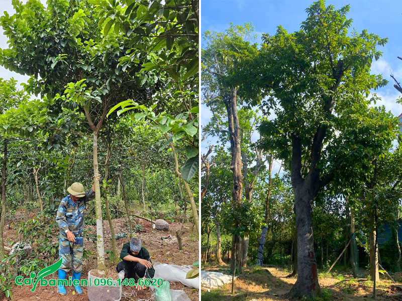 Bứng cây Chay công trình