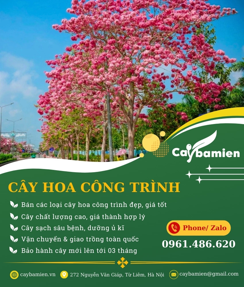 ảnh banner danh mục cây xanh