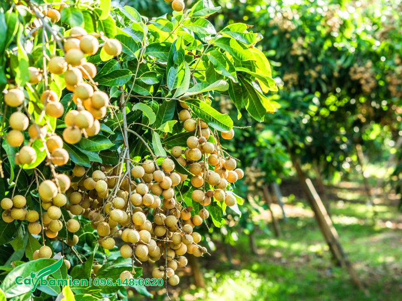 Vườn nhãn lồng sai trĩu quả ở Hưng Yên