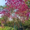 Cây Phong Linh hoa tím đẹp, chiều cao khoảng 3 - 4m