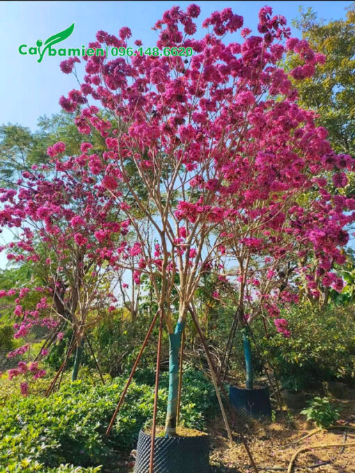 Cây Phong Linh hoa tím đẹp, chiều cao khoảng 3 - 4m