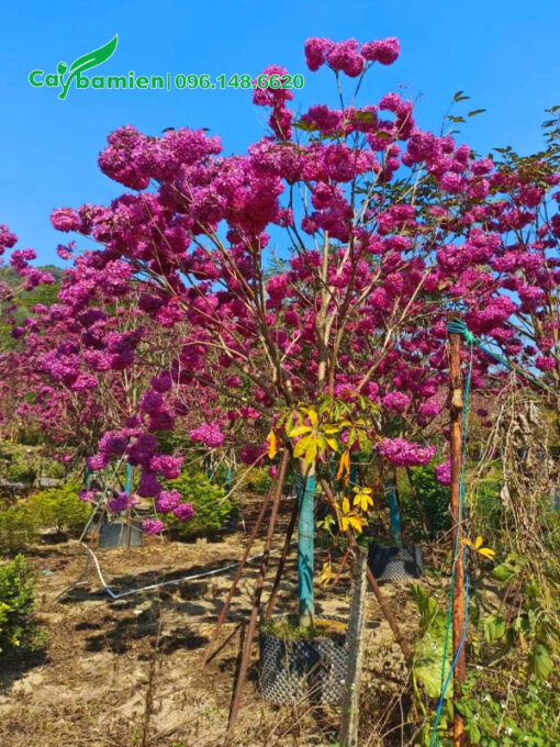 Cây hoa Phong Linh đẹp, hoa siêu nhiều