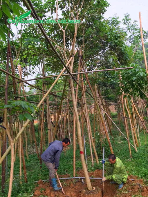 Công nhân đang đánh bầu cây phong linh tím đường kính gốc 10 - 12cm