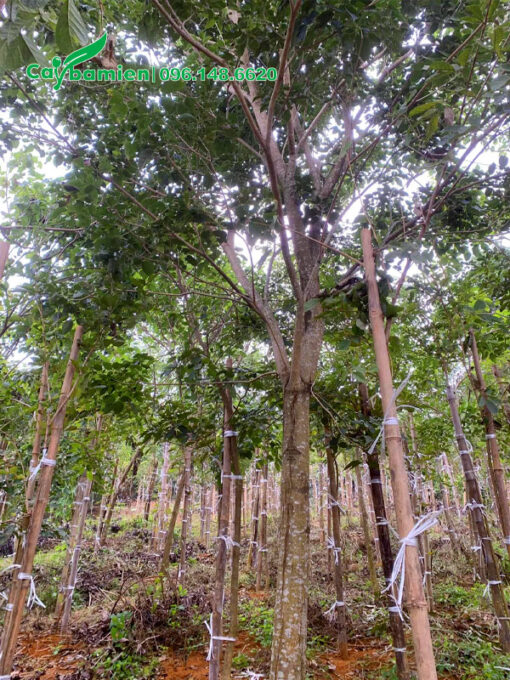 Phong Linh tím vanh gốc 50 - 60cm