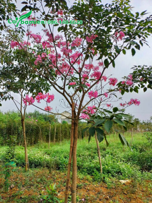 Cây nhỏ nhưng hoa nở siêu nhiều