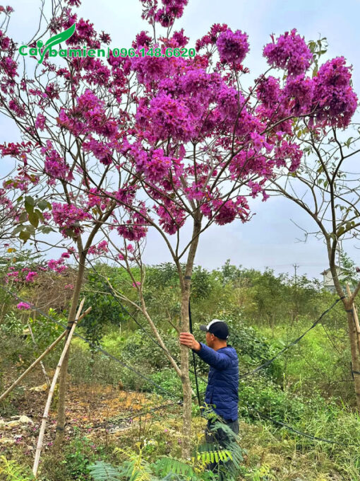 Khách hàng xem và chiêm ngưỡng cây hoa Phong Linh tím tại vườn