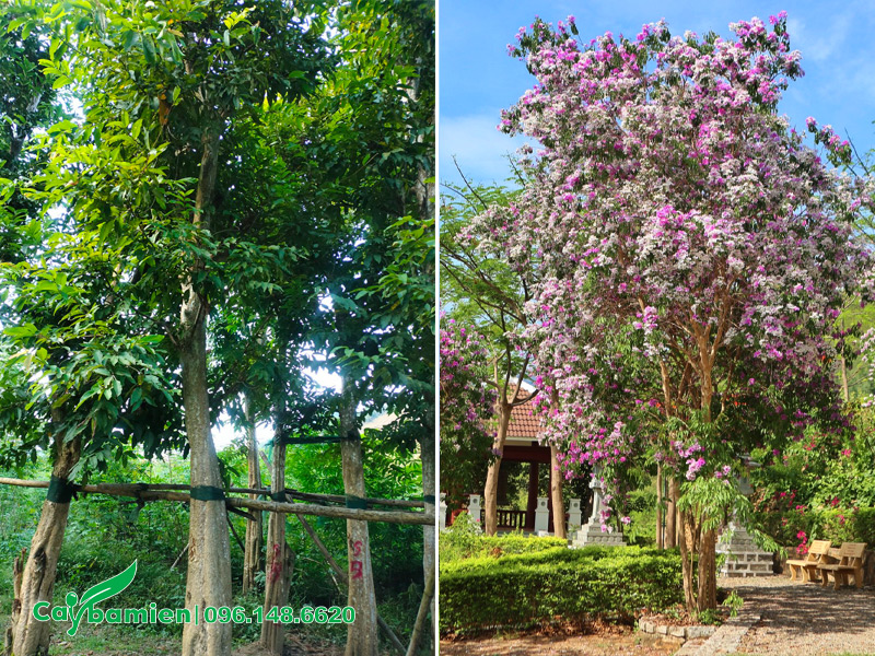 Bằng sẻ có hoa đẹp, màu trắng kết hợp với tím trông nhẹ nhàng và tinh tế