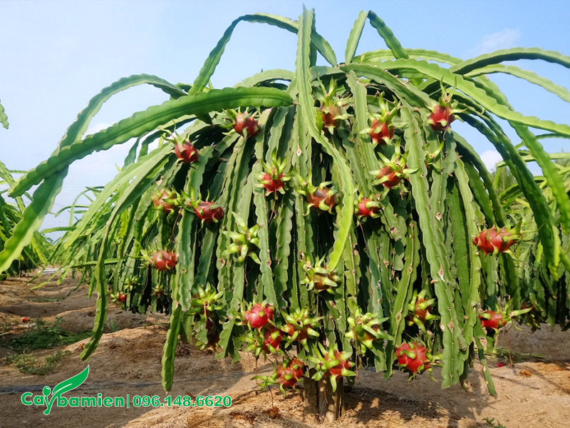 Cây Thanh Long lâu năm đang bắt đầu ra trái