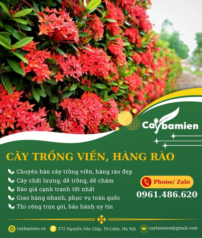 ảnh banner danh mục cây xanh